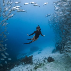 Traumhafte Kreuzfahrt ins Herz der Molukken ab Ambon: Aqua Blu | Snorkeling with baitball