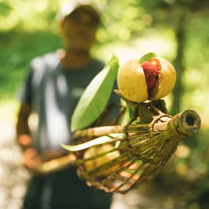 Traumhafte Kreuzfahrt ins Herz der Molukken ab Ambon: Aqua Blu | Spice Islands | Nutmeg