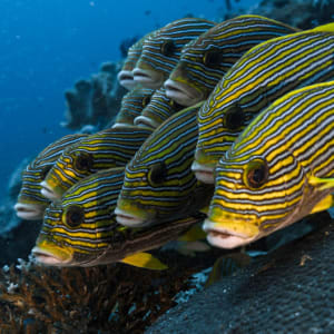 Kreuzfahrt ins Reich der Drachen (Flores - Bali) ab Labuan Bajo: Aqua Blu | Sweetlips fish
