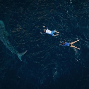 Kreuzfahrt ins Reich der Drachen (Flores - Bali) ab Labuan Bajo: Aqua Blu | Whale shark