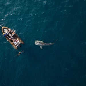 Kreuzfahrt ins Reich der Drachen (Flores - Bali) ab Labuan Bajo: Aqua Blu | Whale shark