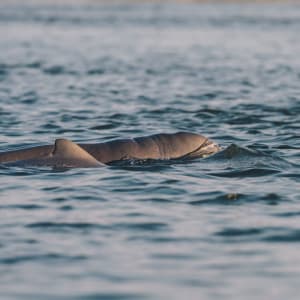 Le Cambodge pour explorateurs de Siem Reap: Back of an Irrawaddy dolphin