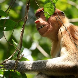 Höhepunkte Borneos mit Option 