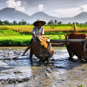 Natur & Traditionen in Balis Osten ab Südbali: Bali farmer