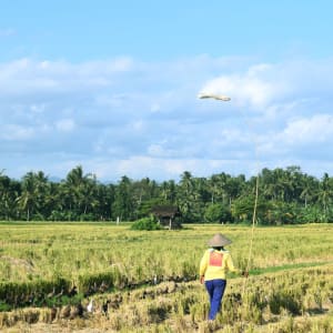 Höhepunkte Balis ab Südbali: Bali: Farmer with Ducks