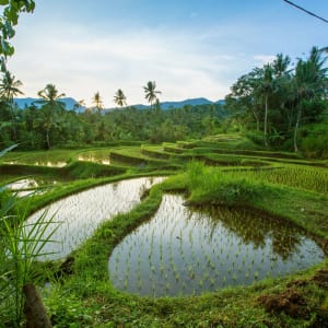 Im Herzen Balis in Südbali: Bali Jatiluwih Rice terraces