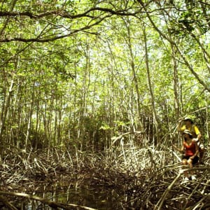 The Menjangan in Nordbali: Bali: Jungle