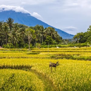 Höhepunkte Balis ab Südbali: Bali Mount Agung with rice field