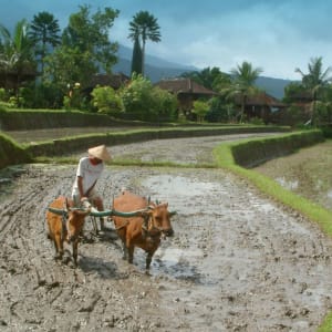 Höhepunkte Balis ab Südbali: Bali Munduk