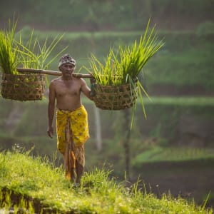 Bali Kompakt ab Südbali: Bali: Rice Farmer in Traditional Clothes in Rice Terrace Field