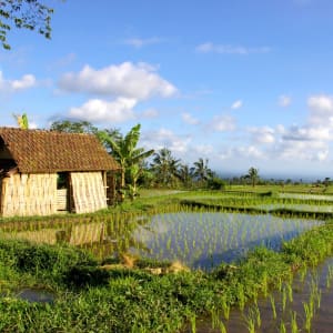 Bali de son propre chef - 1 journée à Sud de Bali: Bali Rice Fields