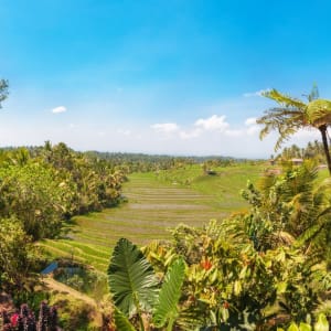 Natur & Traditionen in Balis Osten ab Südbali: Bali Rice fields