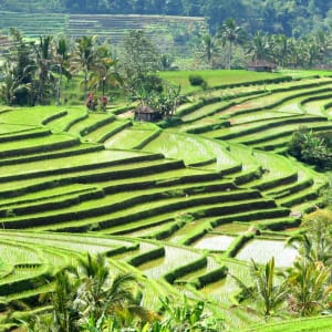 Mount Batur - Kontrastreiches Bali in Südbali: Bali Rice Terraces