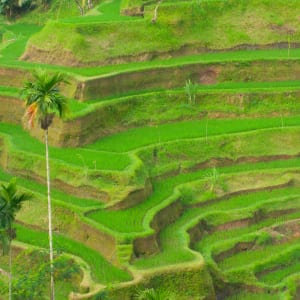 Höhepunkte Balis ab Südbali: Bali Rice Terraces