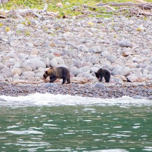 Mietwagen Rundreise «Hokkaido Kompakt» ab Sapporo: Bears seen from a cruise ship