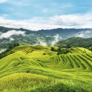 Nord Vietnam sauvage de Hanoi: Beautiful view of lush green rice field terraces in Hoang Su Phi