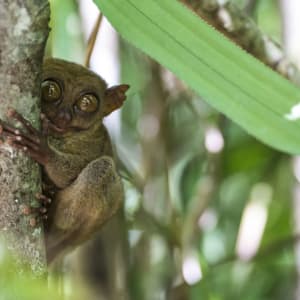 Bohol Tour: Bohol Tarsier