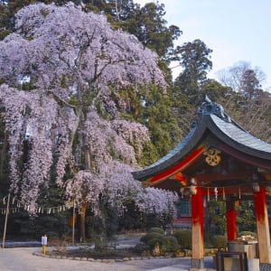 Geheimnisvolles Nordjapan ab Tokio: Cherry blossoms at Shiogama shrine