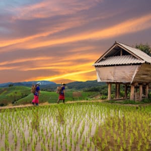 Auf den Spuren des Opiums ab Chiang Mai: Chiang Mai rice fields with Hmong women