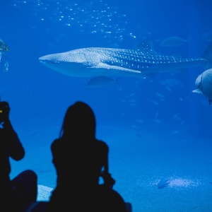 Aventure en famille au Japon de Tokyo: Couple watching underwater life in Osaka Aquarium