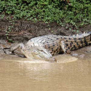 Natur pur in Sarawak ab Kuching: Crocodile 