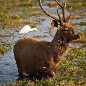 Voyage Aman pour les fins connaisseurs de Jaipur: Deer