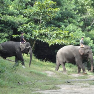 Pont de la rivière Kwai & expérience des éléphants à Bangkok: DSC03349