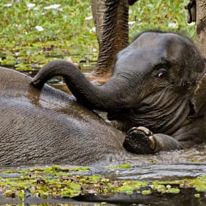 Au royaume des éléphants de Luang Prabang: Elephant baby bath time