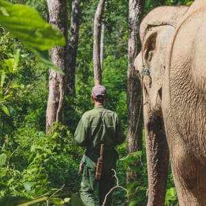 Au royaume des éléphants de Luang Prabang: Elephant Conservation Center near Xayabouri