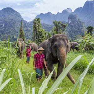 Elephant Hills - 3 jours de Phuket: Elephant Experience