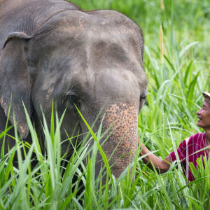 Elephant Hills - 2 Tage ab Phuket: Elephant Experience