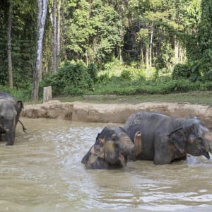 Elephant Hills - 2 Tage ab Phuket: Elephant Hills