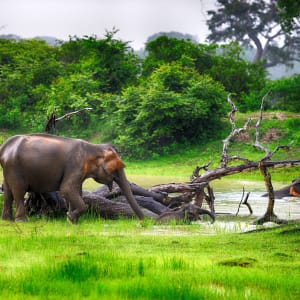 Sri Lanka im Sommer ab Colombo: Elephant in the wild