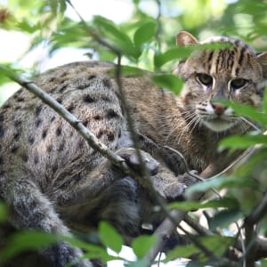 Im Wilden Westen Kambodschas ab Siem Reap: exterior: Cardamom Tented Camp | Fishing Cat