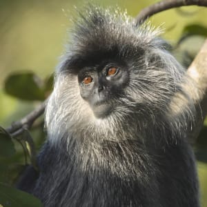 Im Wilden Westen Kambodschas ab Siem Reap: exterior: Cardamom Tented Camp | Monkey
