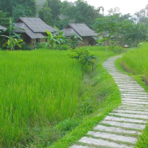 Die verborgene Welt der Bergvölker ab Chiang Mai: exterior: Garden