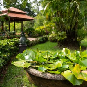 Khao Lak Bayfront Resort:  garden