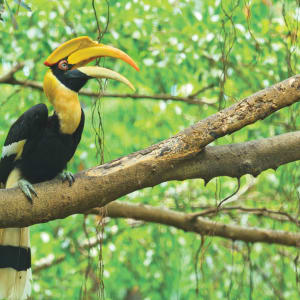 Wa Ale in Mergui Archipel:  Giant-hornbill