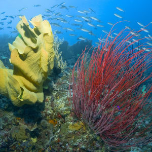 Misool Eco Resort à Sorong:  Underwater World