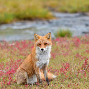 Mietwagen Rundreise «Hokkaido Kompakt» ab Sapporo: Ezo red fox is relaxing