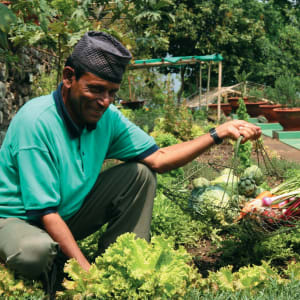 Glenburn Tea Estate à Darjeeling:  Fresh Veggies from our Kitchen Garden
