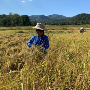 Royaume de Lanna de Chiang Mai: Farmer