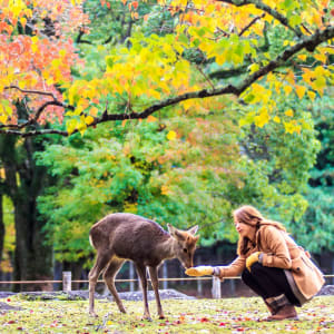 La magie de Nara à Kyoto: Feeding Deer in Nara Park