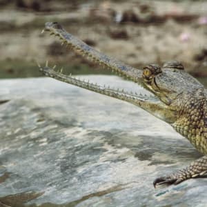 Safari au Jaagir Lodge de Lucknow: Gharial