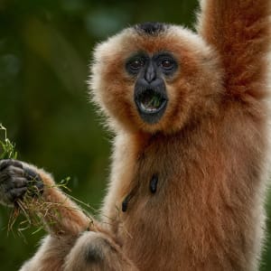 Le Cambodge pour explorateurs de Siem Reap: Gibbon in the nature habitat