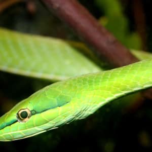 Night Safari in Singapur: Green Snake