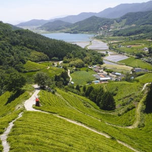 Südkoreas unbekannter Westen ab Seoul: Green tea farm in Bosung