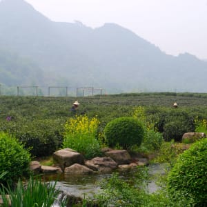Charmantes cités-jardins et villes d'eau de Shanghai: Hangzhou: Tea plantation