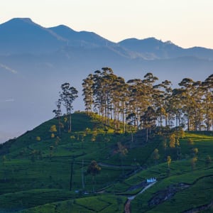 Erlebnisreiches Sri Lanka ab Colombo: Haputale - Dawn at tea plantation near Lipton's Seat