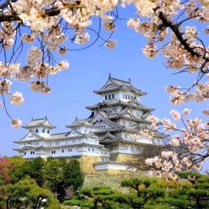 Leserreise Einzigartiges Japan de Tokyo: Himeji-jo castle in spring cherry blossoms